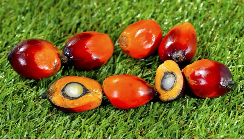 Frutos de palma de aceite, algunos partidos mostrando su interior blanco y anaranjado, sobre césped verde.