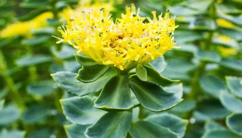 Flor amarilla vibrante de Rhodiola rosea, con hojas verdes suculentas y un fondo borroso.