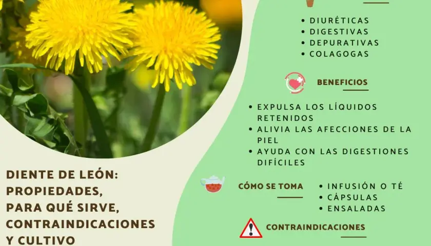 El diente de león, una flor amarilla vibrante, se muestra con sus propiedades y beneficios para la salud, como ser diurético y digestivo.