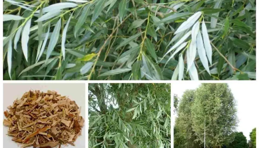 Sauce blanco: hojas, corteza triturada y árboles.