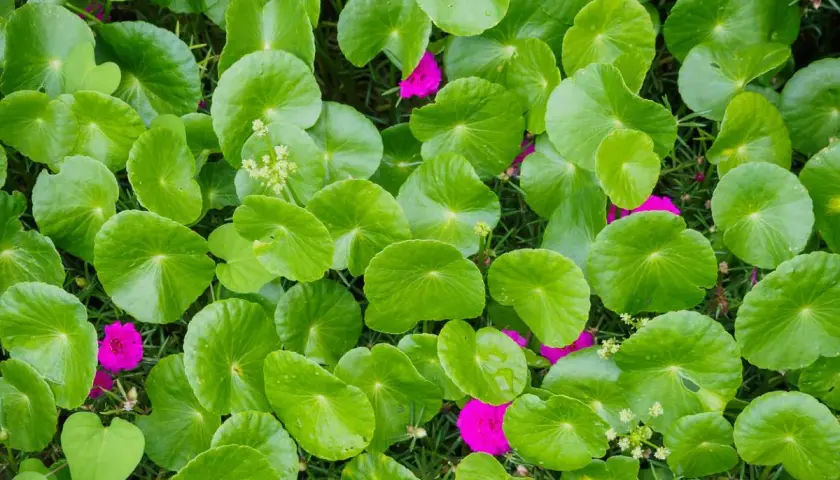 Hojas verdes de centella asiática, conocida por sus propiedades curativas. Flores fucsias salpican el follaje.