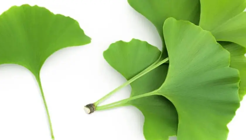 Hojas verdes de ginkgo biloba, conocidas por sus ginkgo biloba beneficios para mujer, sobre fondo blanco.