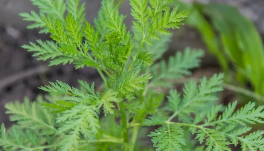 Planta de artemisa con hojas verdes y plumosas, creciendo en tierra.