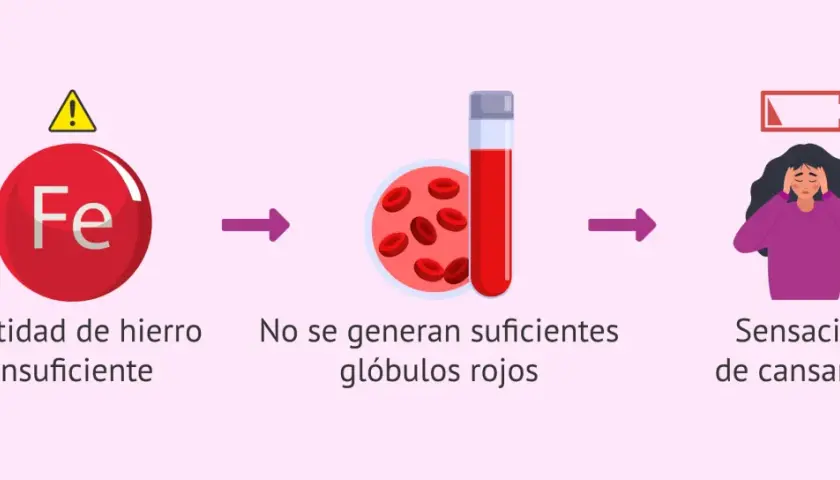 Cantidad de hierro insuficiente lleva a pocos glóbulos rojos y cansancio. Esto puede afectar la menstruación.