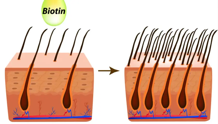 La vitamina H (biotina) ayuda a fortalecer el cabello, mostrando un aumento en la densidad capilar.
