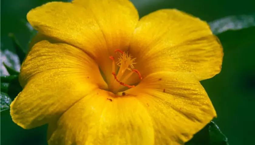 Flor amarilla vibrante, con pétalos aterciopelados y estambres rojos. Podría ser la flor de la damiana, conocida por su extracto.