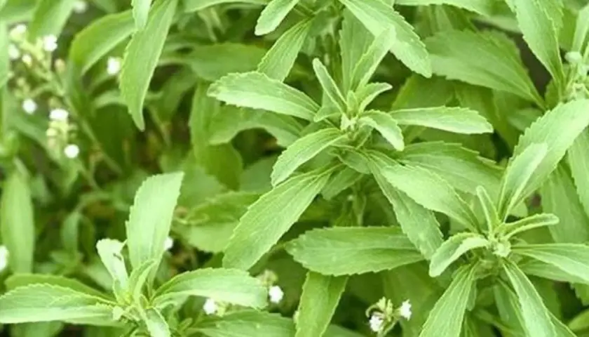 Hojas verdes de stevia, una planta que algunos consideran que la stevia es mala.