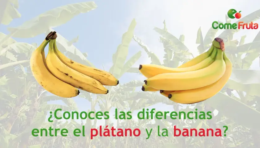 Dos racimos de plátanos amarillos, uno más curvo que el otro, para mostrar la diferencia entre plátano y banana.