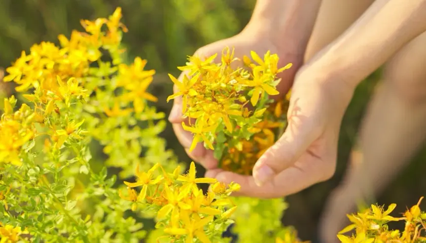 Manos recolectando flores amarillas de hierba de san juan en un campo soleado.
