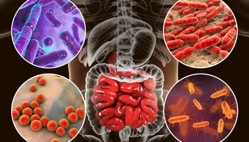 Ilustración del sistema digestivo humano con diferentes tipos de bacterias. El bifidus es un tipo de bacteria beneficiosa para la salud intestinal.