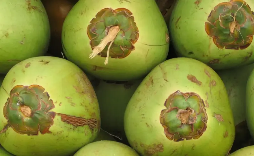 Agua de coco - ¿Es tan sana como parece? Guía completa