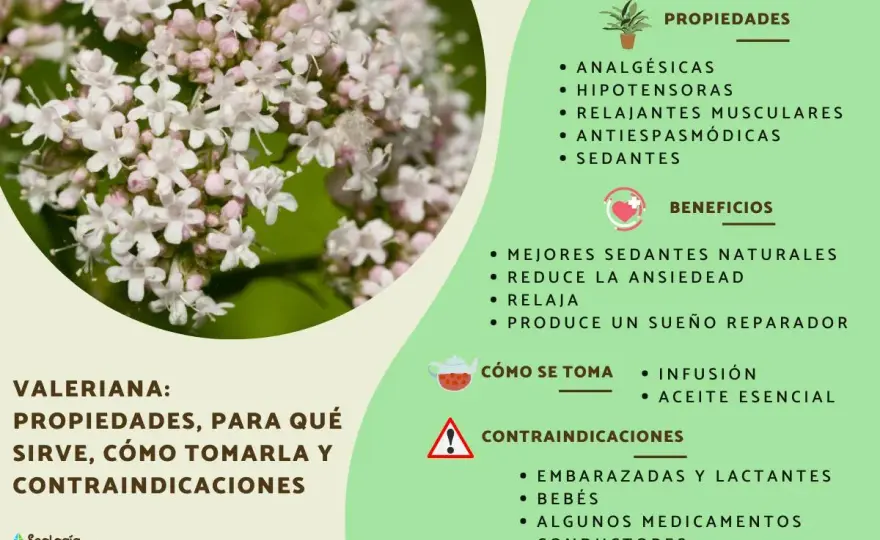 Valeriana para dormir - ¿Realmente funciona? Guía completa