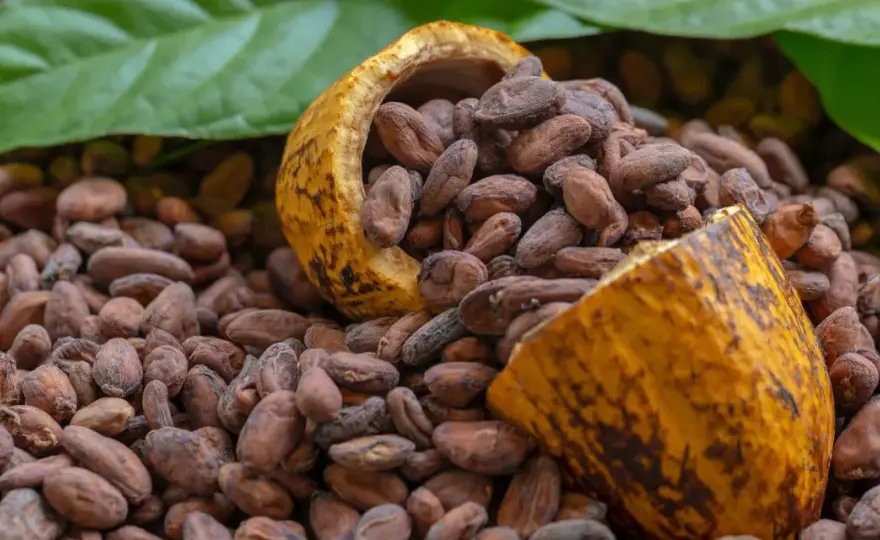 Cacao puro - ¿Es realmente saludable? Guía para elegir bien