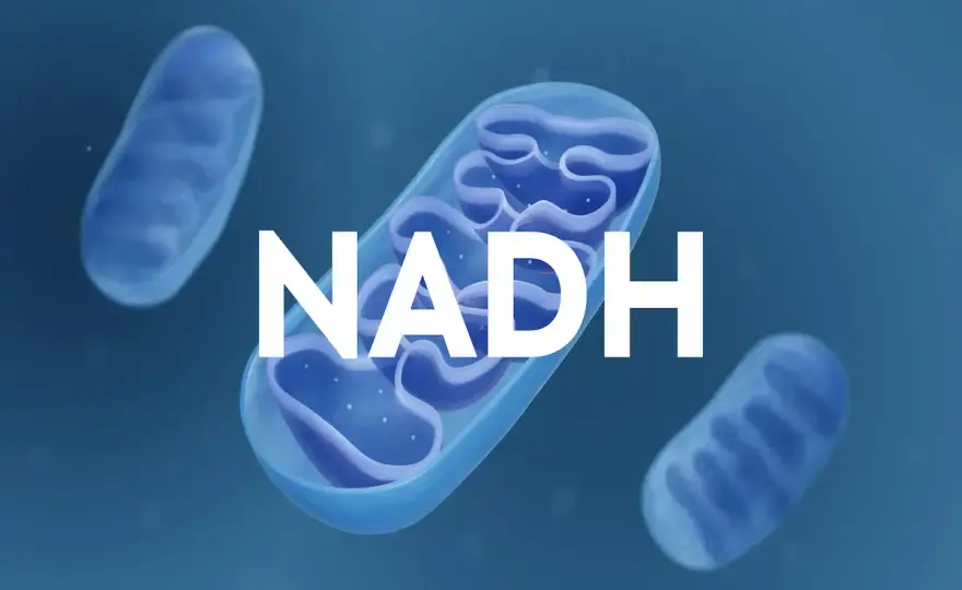 NADH: ¿Suplemento milagroso o apoyo real? La verdad.