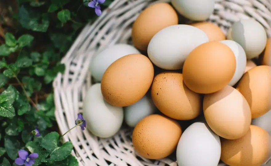 Proteína de huevo: ¿cuál elegir y cómo usarla en deporte?