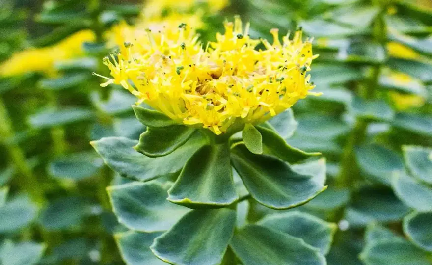 Rhodiola rosea - ¿Funciona para el estrés y la fatiga?
