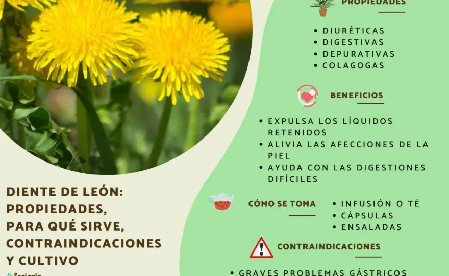 Diente de león - ¿Alimento o medicina? Usos y precauciones