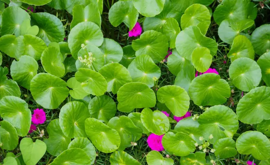 Centella Asiática - ¿Para qué sirve realmente? Usos y precauciones