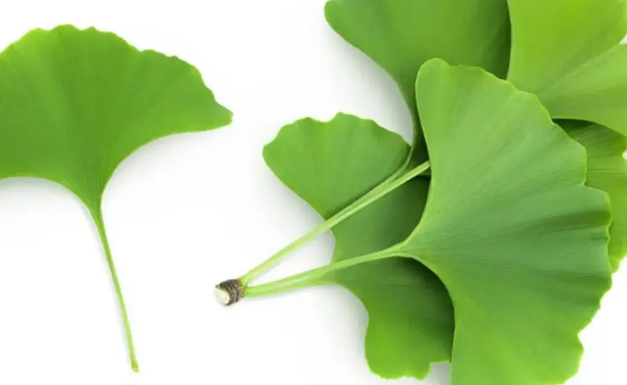 Ginkgo biloba para la mujer - ¿Funciona realmente?