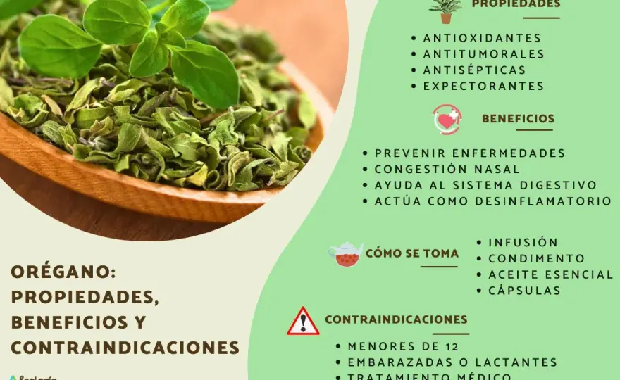 Orégano - Propiedades, usos y precauciones (¡no todo es igual!)