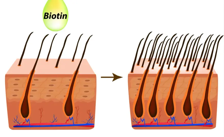 Biotina: ¿Mito o realidad para tu cabello y uñas?
