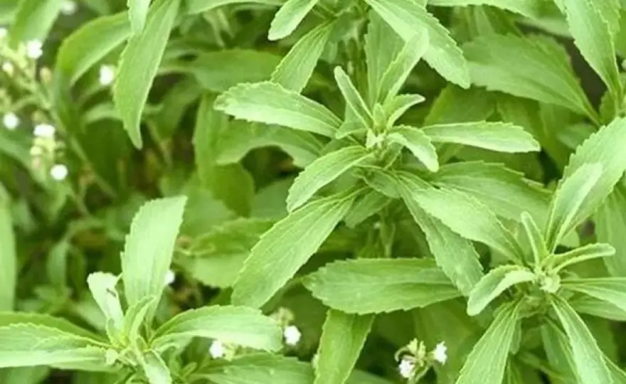 ¿Es mala la stevia? Mitos y verdades del edulcorante