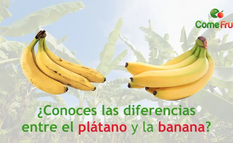 Plátano vs Banana - ¿Cuál es la diferencia real?