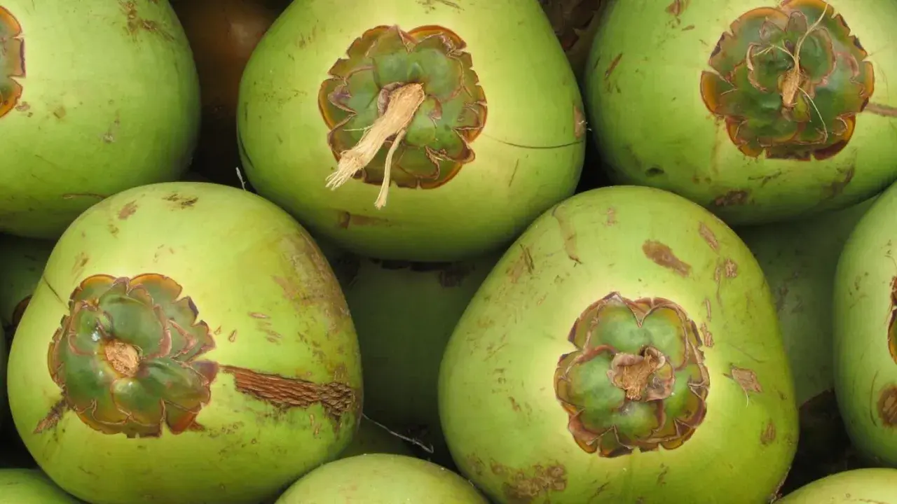 Cocos verdes listos para ofrecer sus refrescantes **agua de coco beneficios**. Perfectos para hidratar y nutrir.