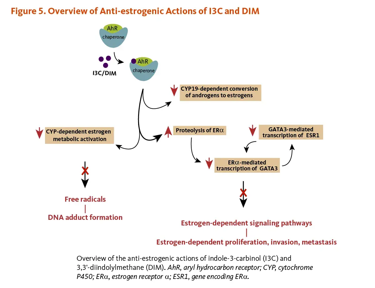 Diagrama muestra cómo indol-3-carbinol (I3C) y DIM inhiben vías de señalización estrogénica, reduciendo proliferación y metástasis.