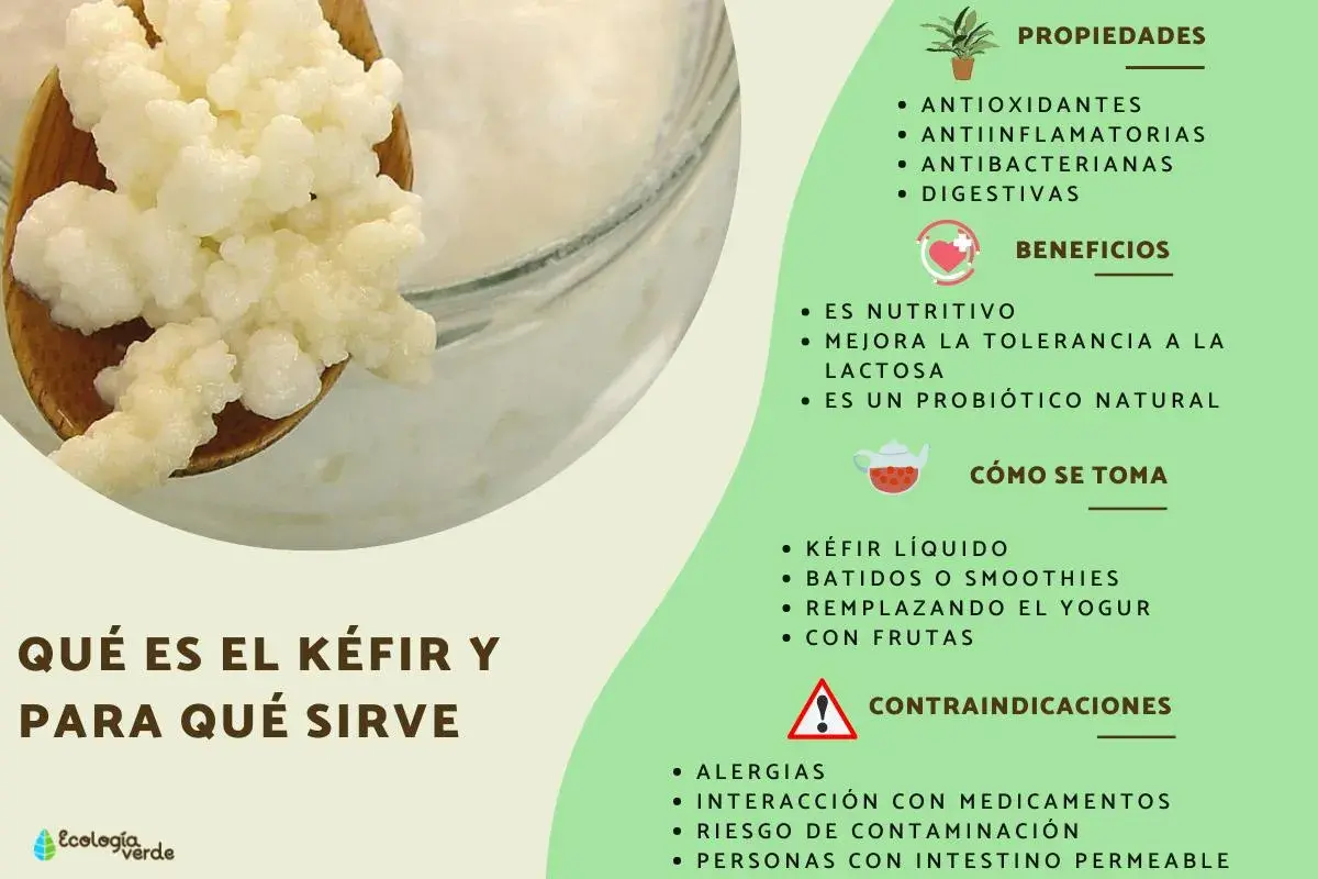 Gránulos de kéfir en una cuchara, junto a una lista de sus propiedades, beneficios y cómo consumirlo. El kéfir es un probiótico natural.