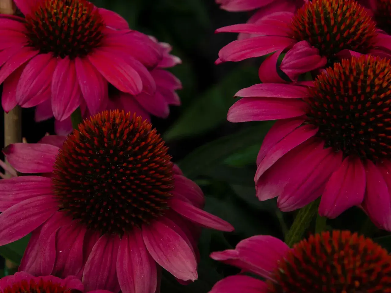Flores de equinácea vibrantes, conocidas por sus propiedades medicinales. La equinácea para que sirve, se usa para fortalecer el sistema inmunológico.