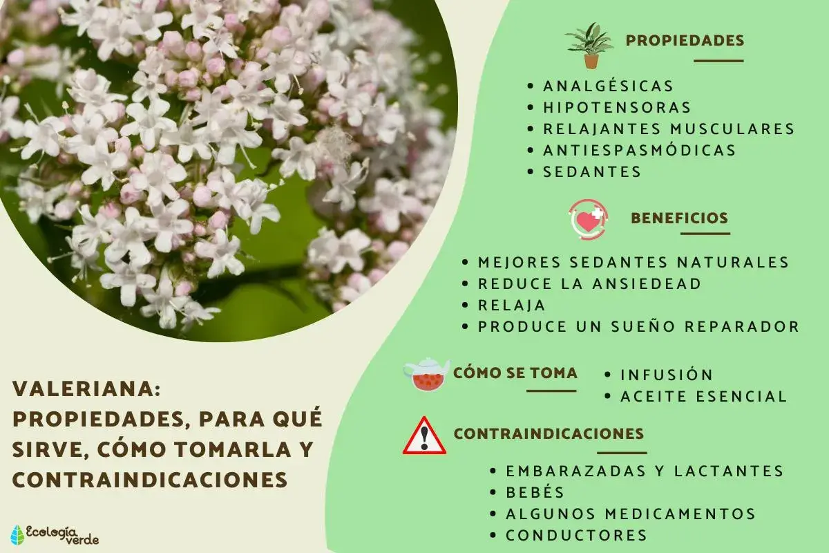Valeriana: propiedades, para qué sirve como sedante natural, cómo tomarla y contraindicaciones.