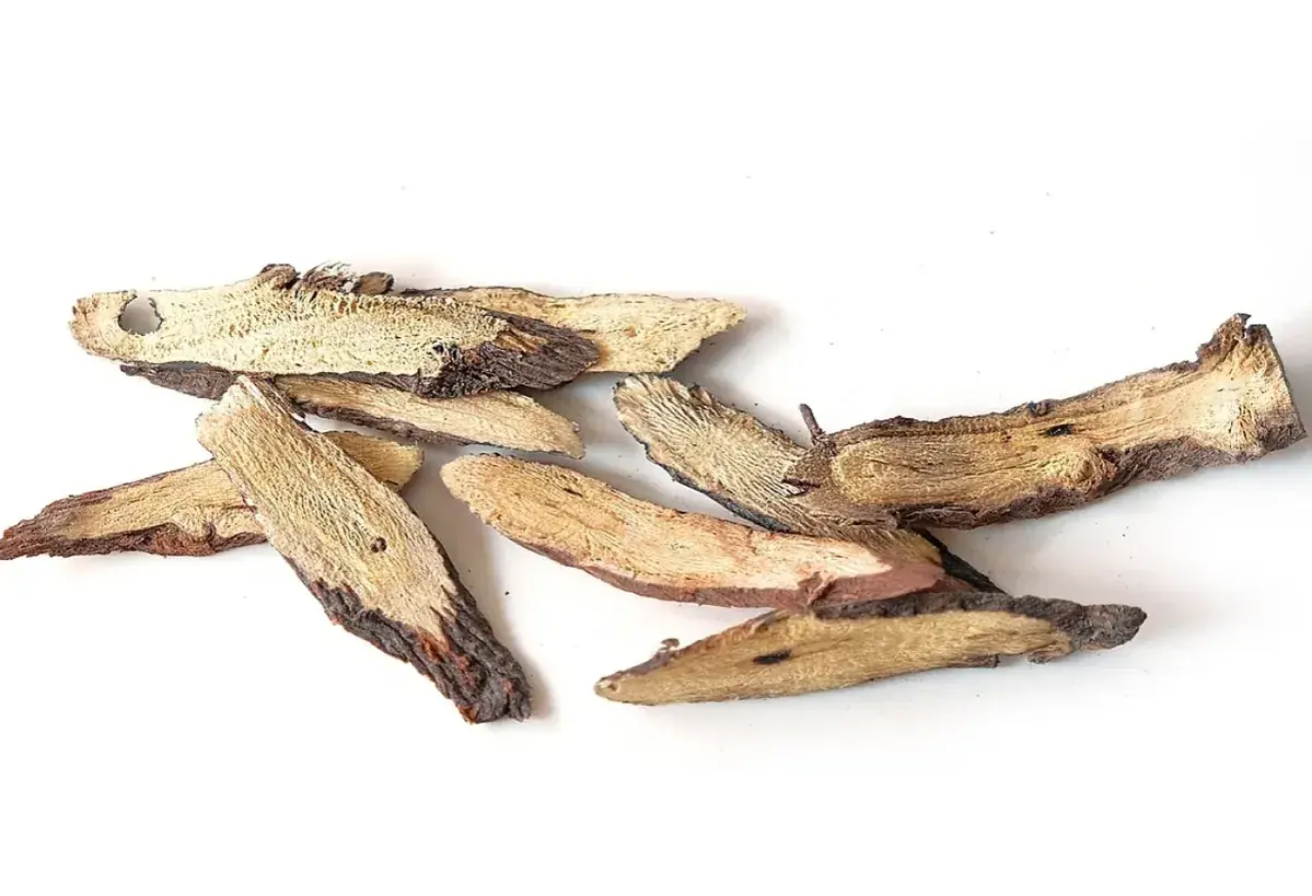 Trozo de raíz de regaliz, mostrando sus propiedades medicinales y su textura fibrosa.
