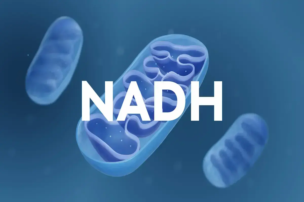 Mitocondrias, estructuras celulares clave, y la molécula NADH, esencial para la producción de energía.