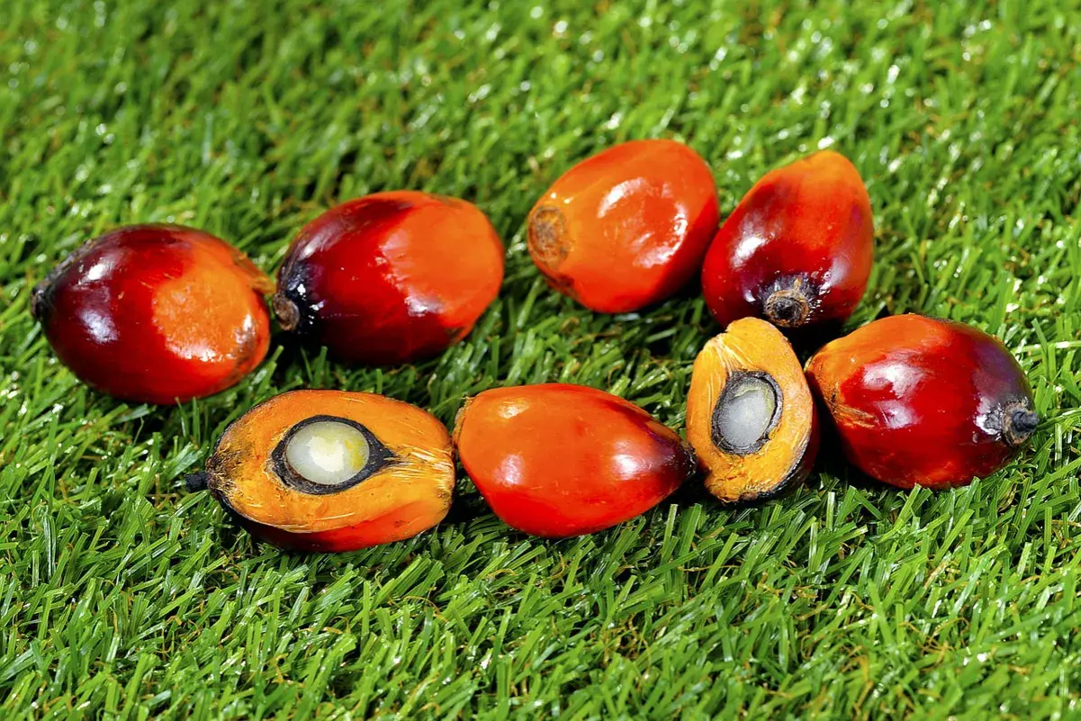 Frutos de palma de aceite, algunos partidos mostrando su interior blanco y anaranjado, sobre césped verde.