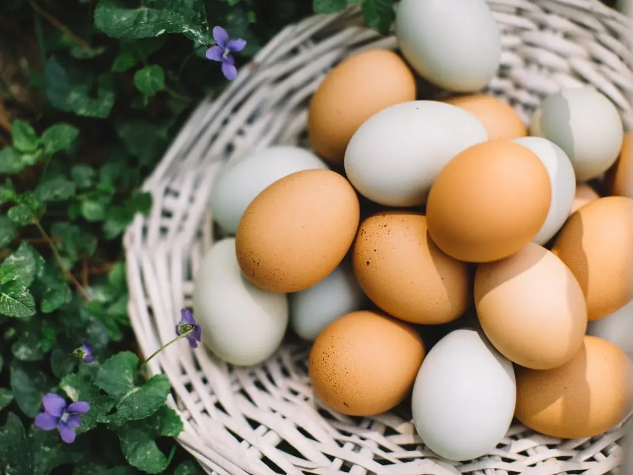 Cesta de mimbre llena de huevos de gallina, fuente natural de proteina huevo. Flores silvestres moradas y hojas verdes rodean la cesta.