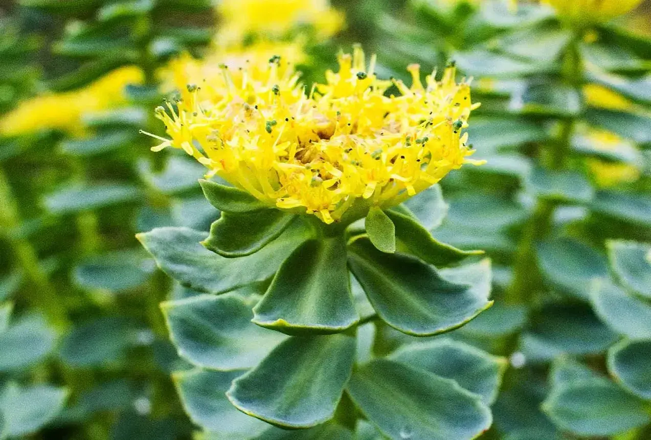 Flor amarilla vibrante de Rhodiola rosea, con hojas verdes suculentas y un fondo borroso.