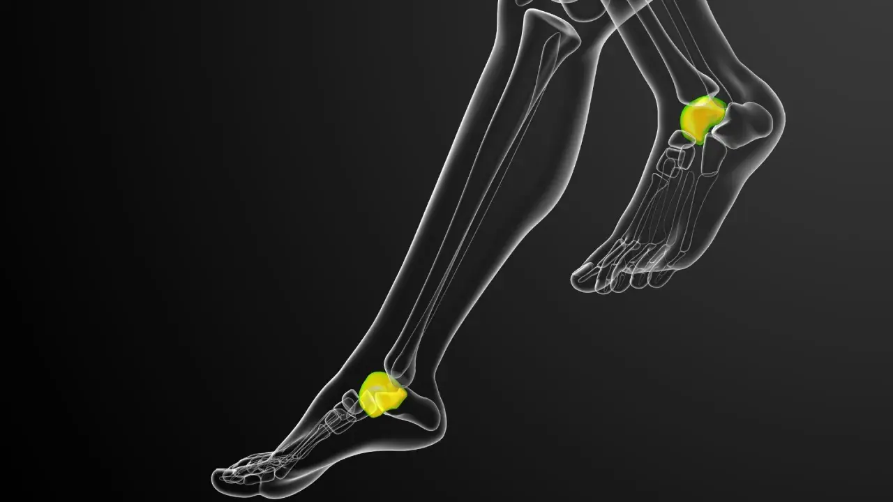 Anatomía del pie humano, destacando el astrágalo, hueso clave para la movilidad y las astragalo propiedades.