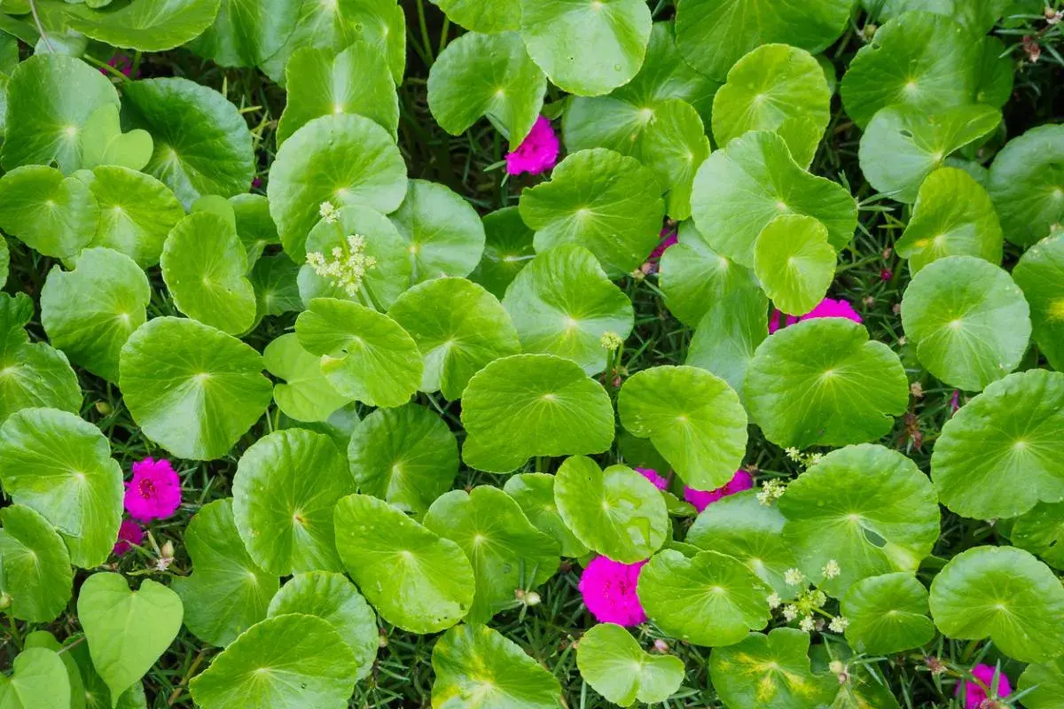 Hojas verdes de centella asiática, conocida por sus propiedades curativas. Flores fucsias salpican el follaje.