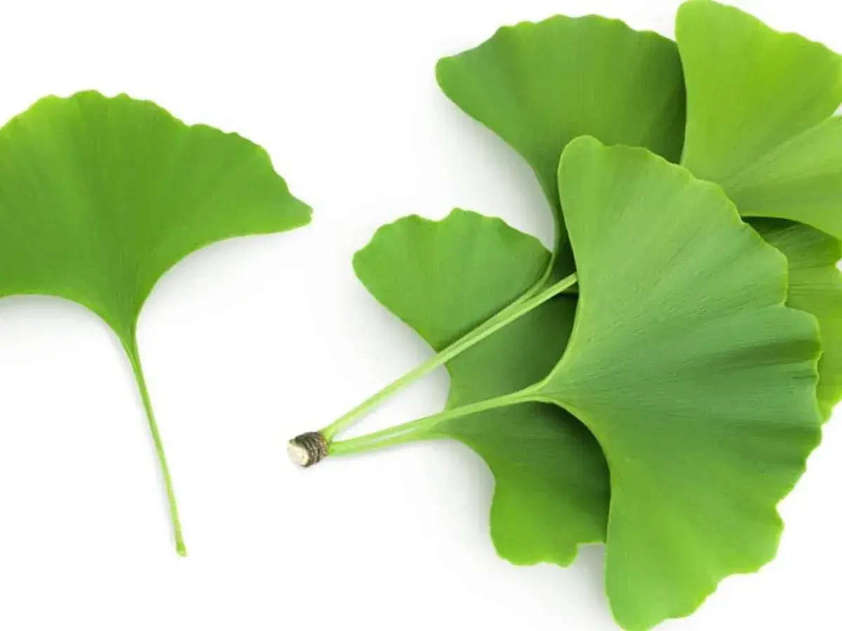 Hojas verdes de ginkgo biloba, conocidas por sus ginkgo biloba beneficios para mujer, sobre fondo blanco.