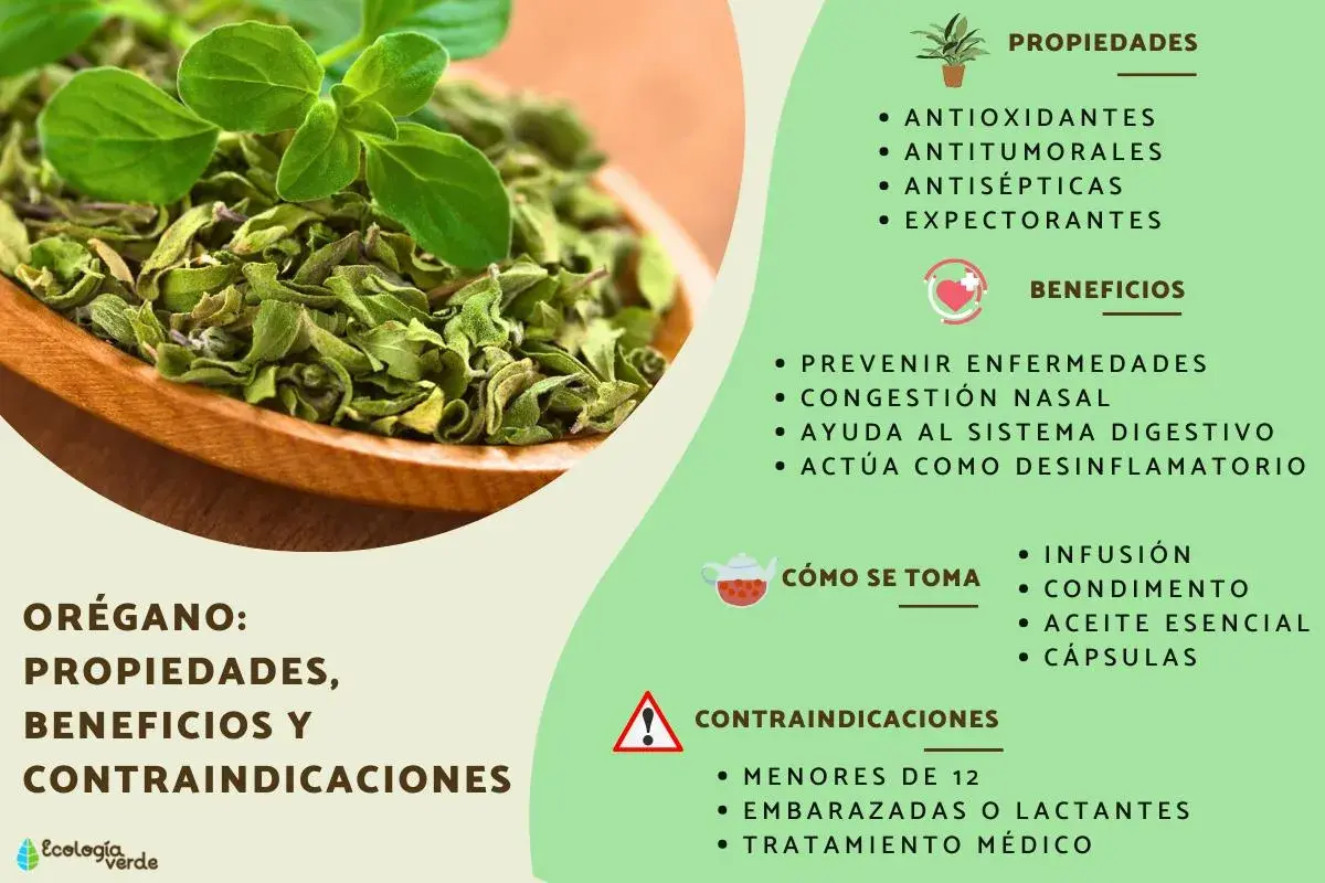 Orégano: sus propiedades antioxidantes, antitumorales y antisépticas, beneficios y contraindicaciones.