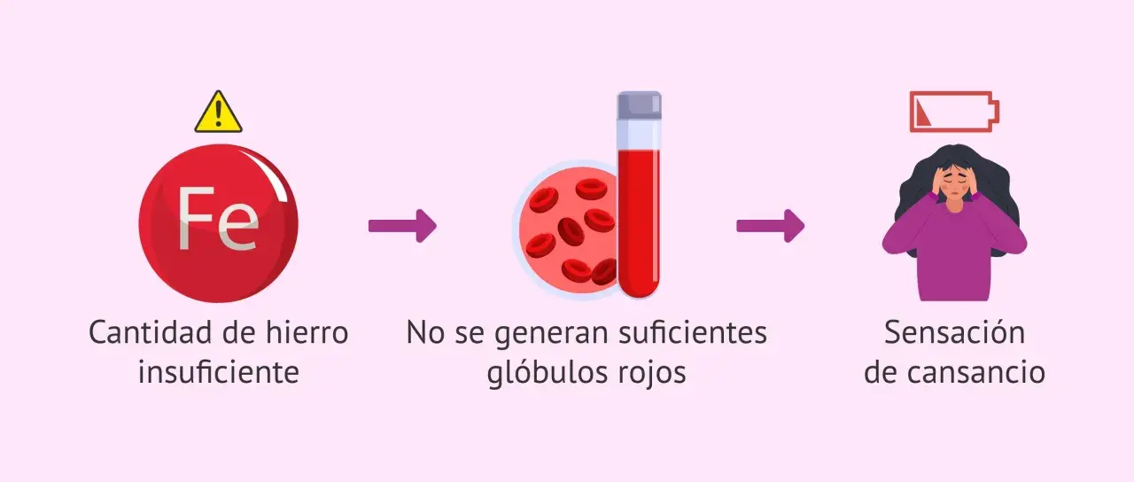Cantidad de hierro insuficiente lleva a pocos glóbulos rojos y cansancio. Esto puede afectar la menstruación.