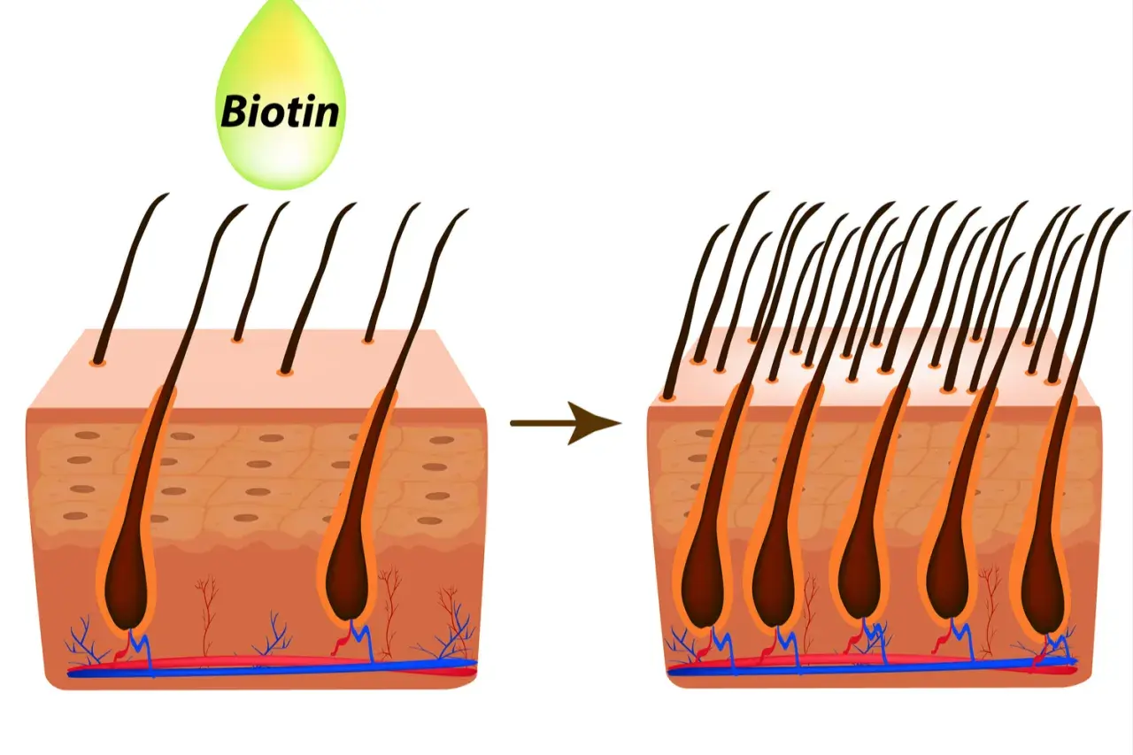 La vitamina H (biotina) ayuda a fortalecer el cabello, mostrando un aumento en la densidad capilar.