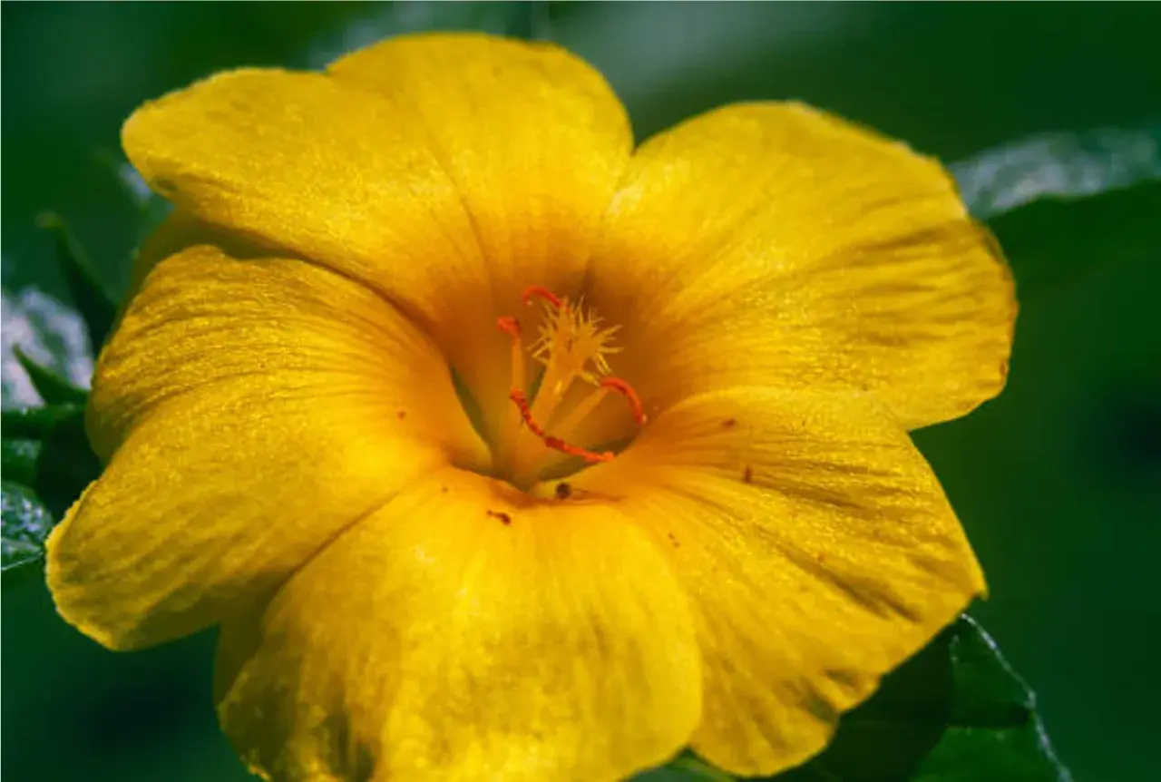 Flor amarilla vibrante, con pétalos aterciopelados y estambres rojos. Podría ser la flor de la damiana, conocida por su extracto.
