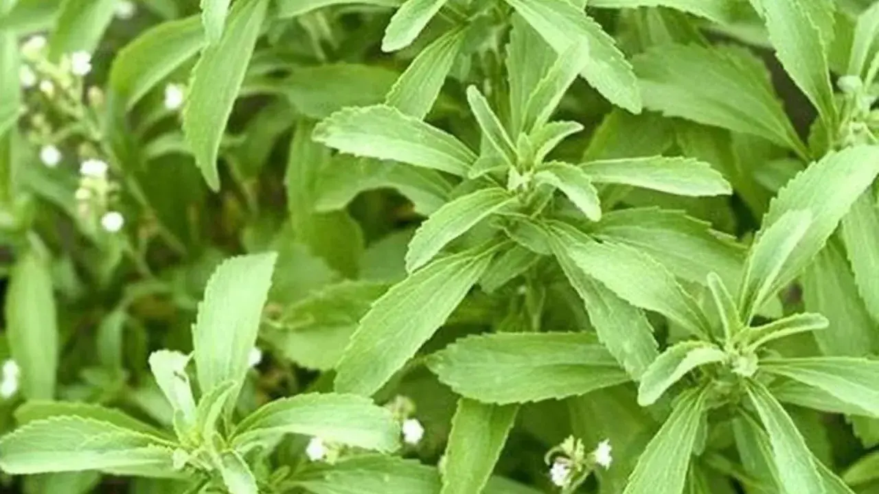Hojas verdes de stevia, una planta que algunos consideran que la stevia es mala.