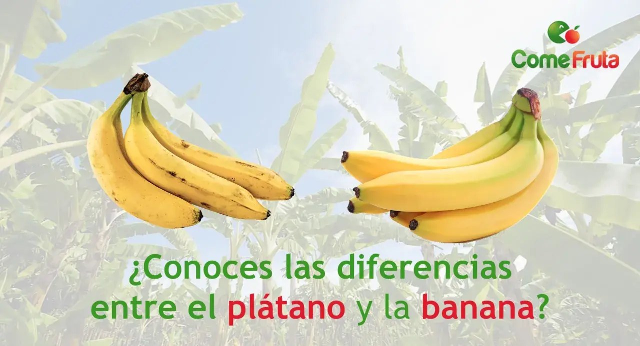 Dos racimos de plátanos amarillos, uno más curvo que el otro, para mostrar la diferencia entre plátano y banana.