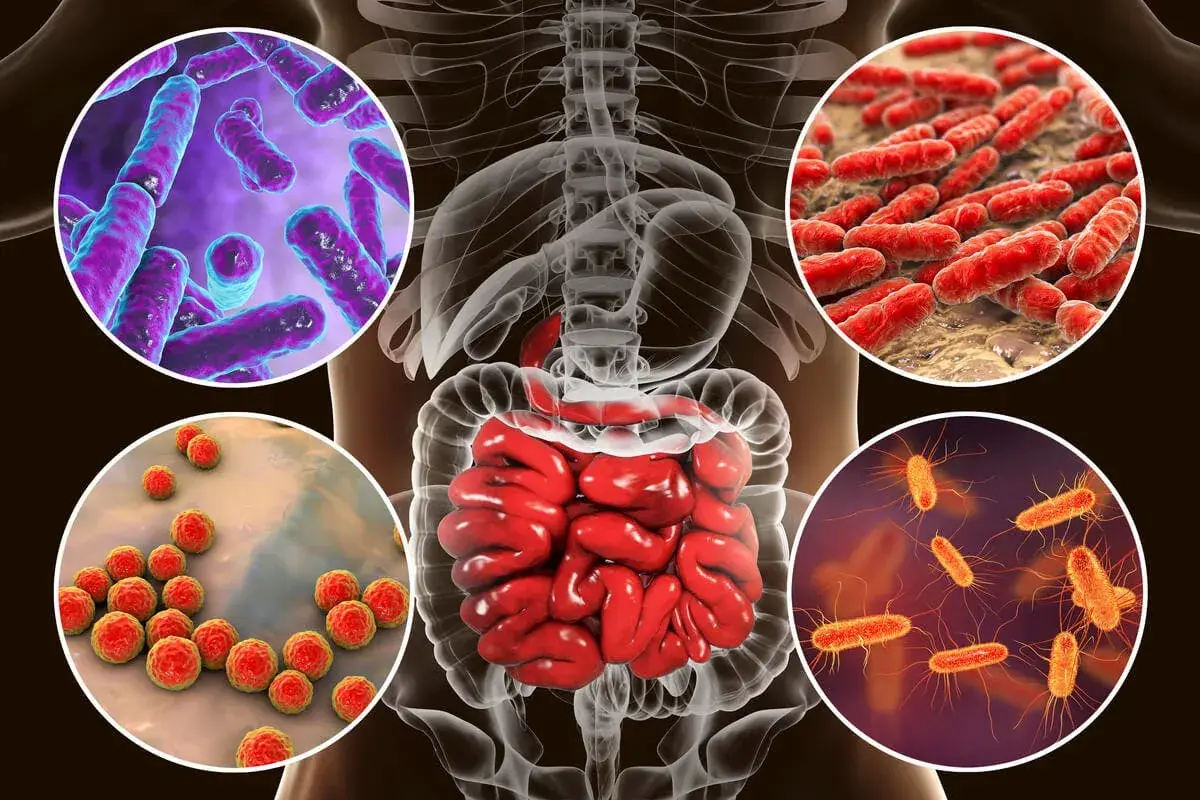Ilustración del sistema digestivo humano con diferentes tipos de bacterias. El bifidus es un tipo de bacteria beneficiosa para la salud intestinal.