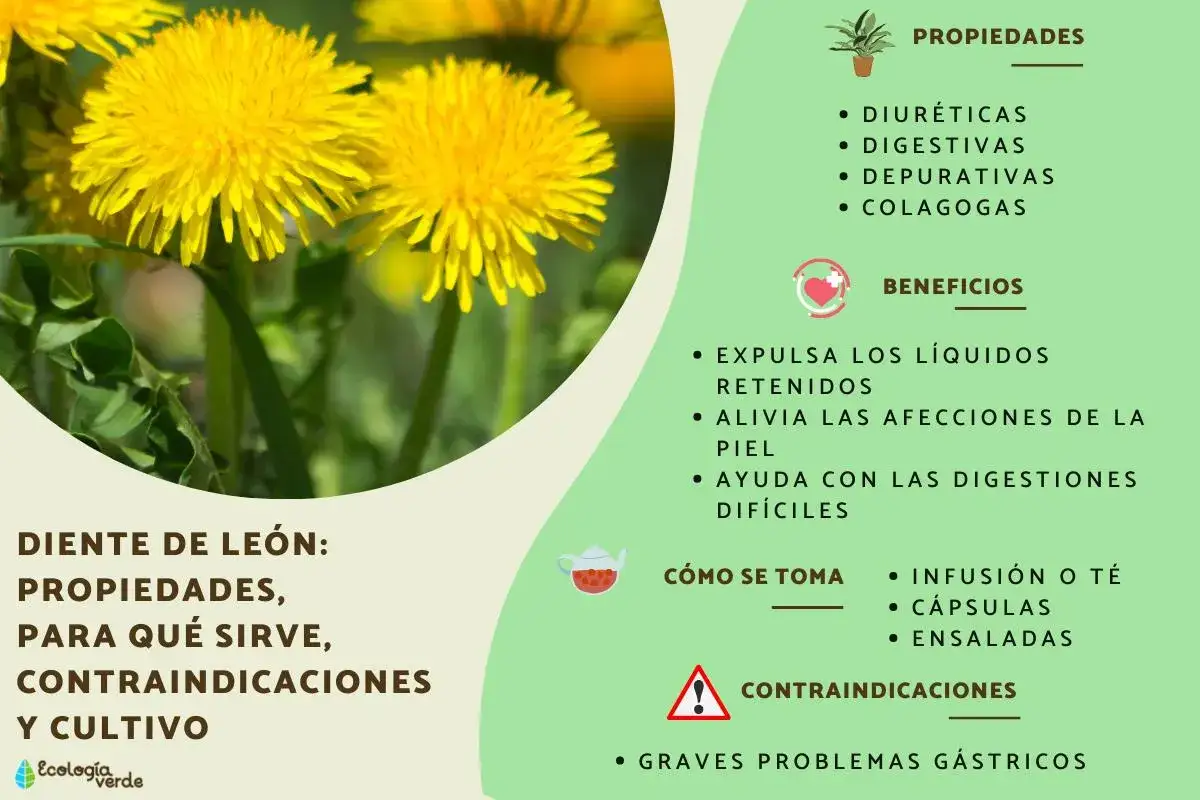 Diente de le&oacute;n: propiedades diur&eacute;ticas, digestivas y depurativas. Beneficios para la piel y la digesti&oacute;n.