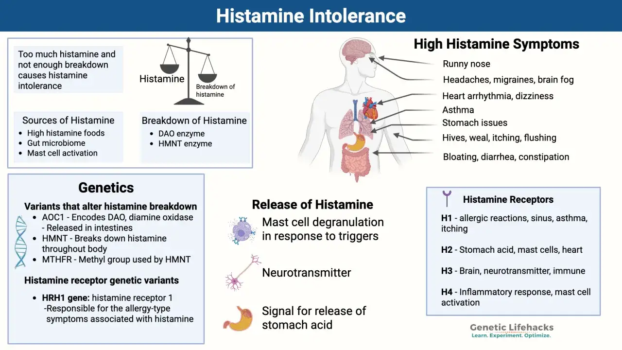 Diagrama sobre intolerancia a la histamina, explicando sus causas, síntomas, fuentes, desglose, genética y receptores. Un déficit de dao puede causar intolerancia.