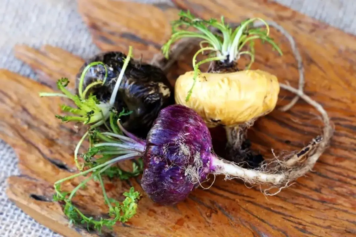 Tres ra&iacute;ces de maca, una morada, una negra y una amarilla, con sus hojas verdes y ra&iacute;ces fibrosas, sobre madera.